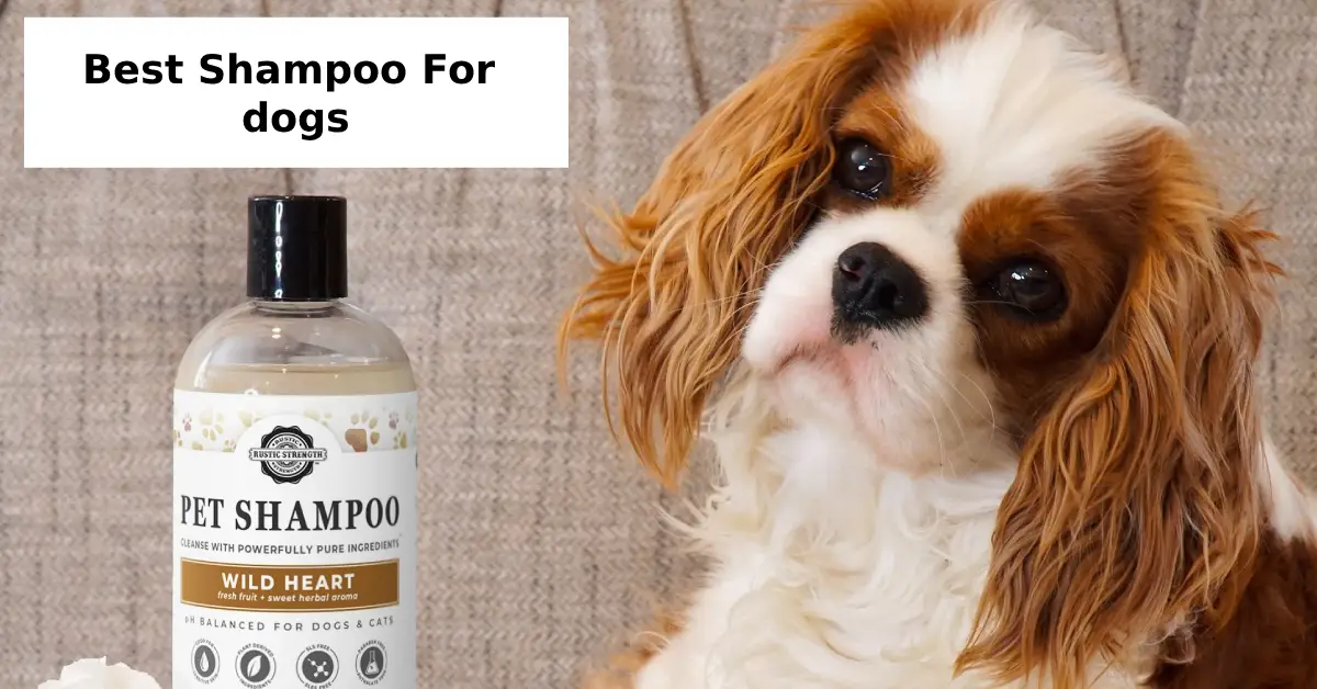 best shampoo for dogs
