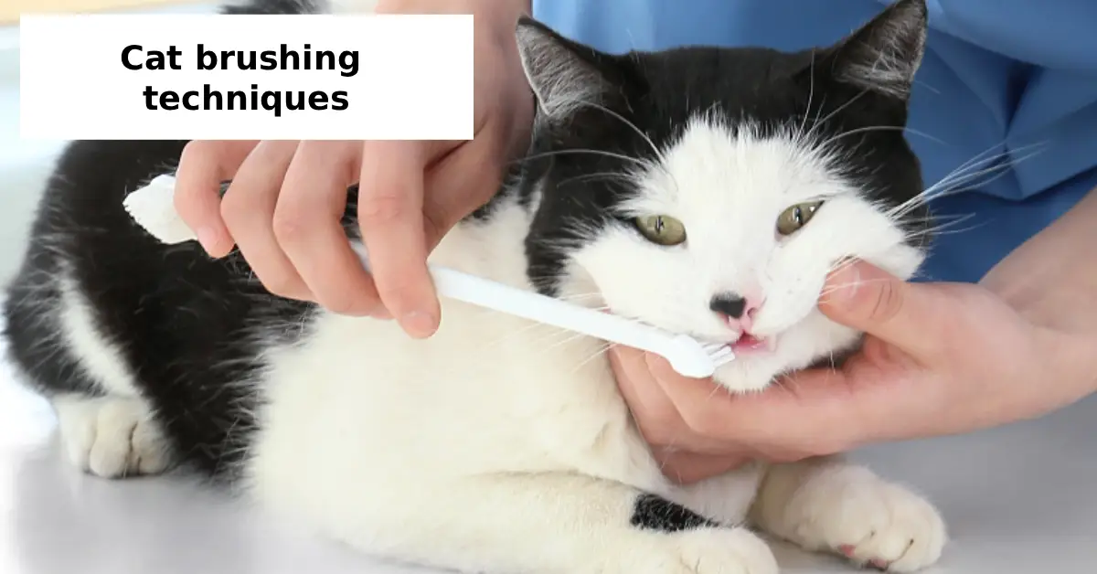 cat brushing techniques