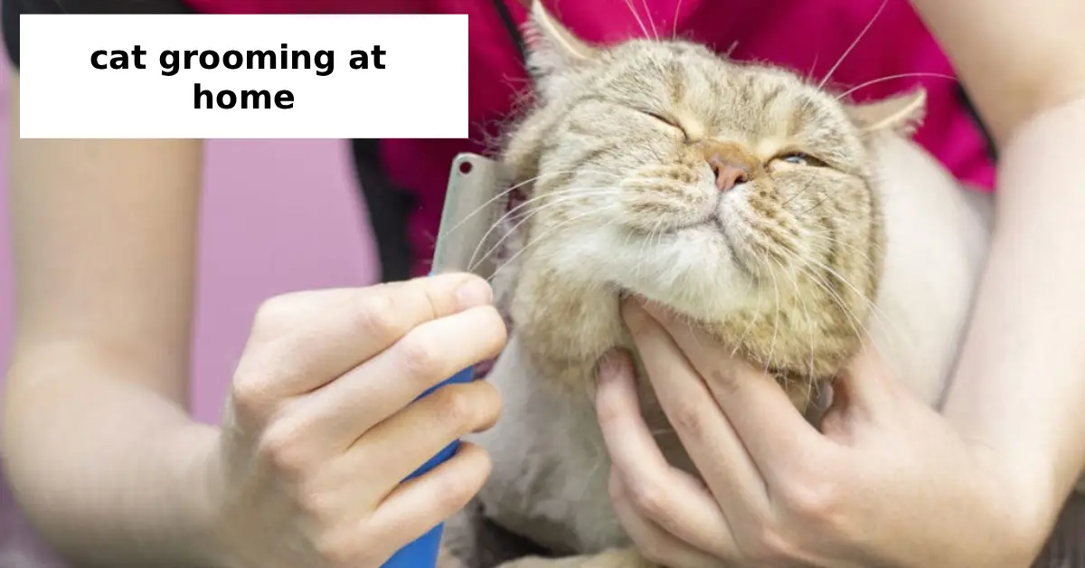 cat grooming at home
