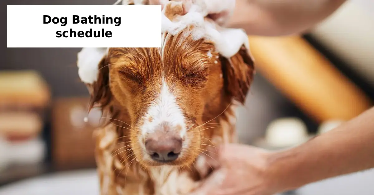 dog bathing schedule