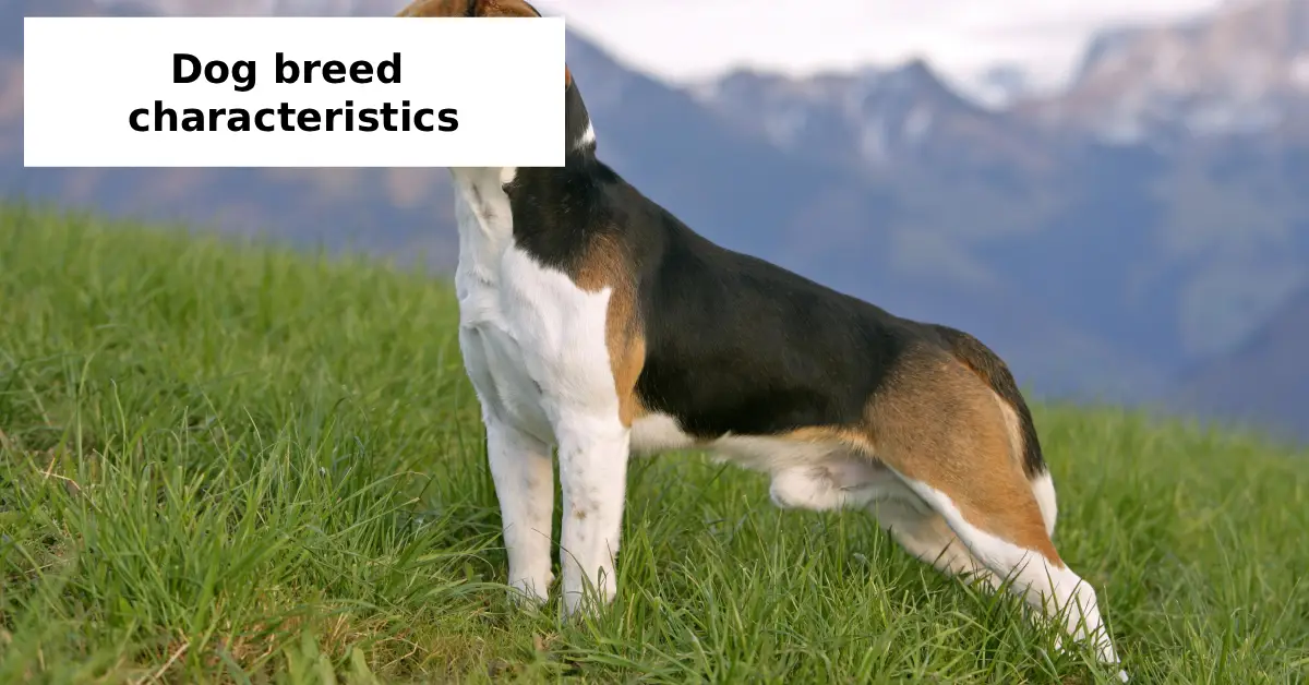 dog breed characteristics