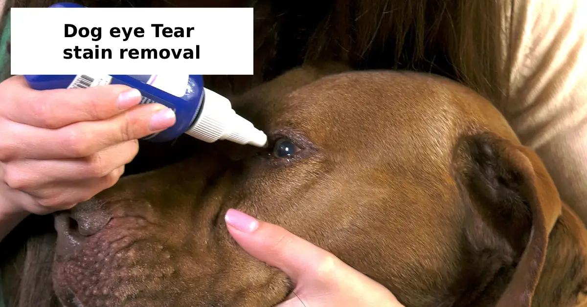 dog eye tear stain removal