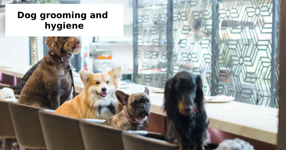 dog grooming and hygiene