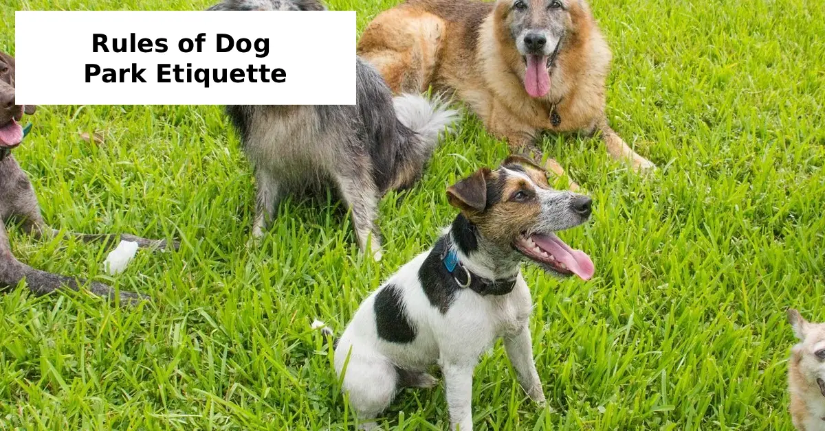dog park etiquette