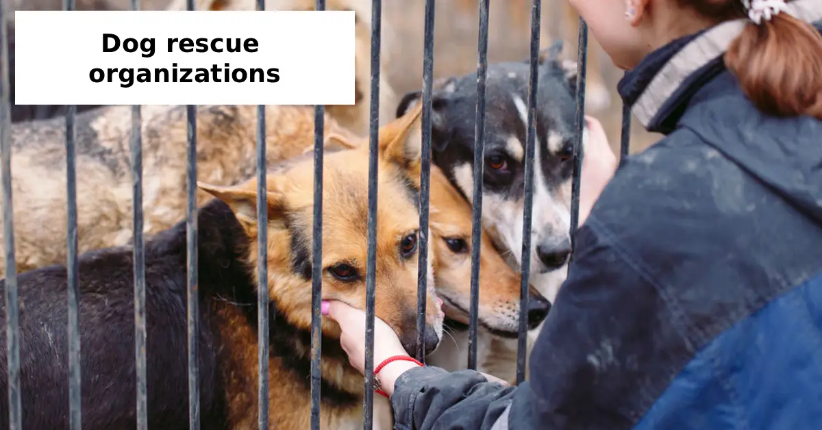 dog rescue organizations