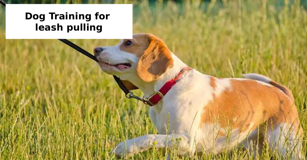 dog training for leash pulling