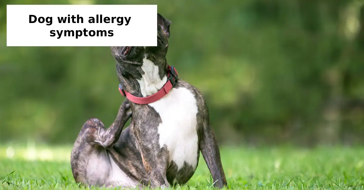 dog with allergy symptoms