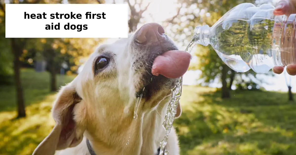 heat stroke first aid dogs