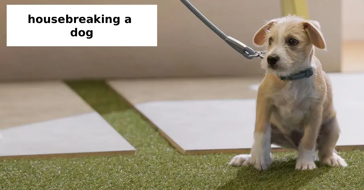 housebreaking a dog
