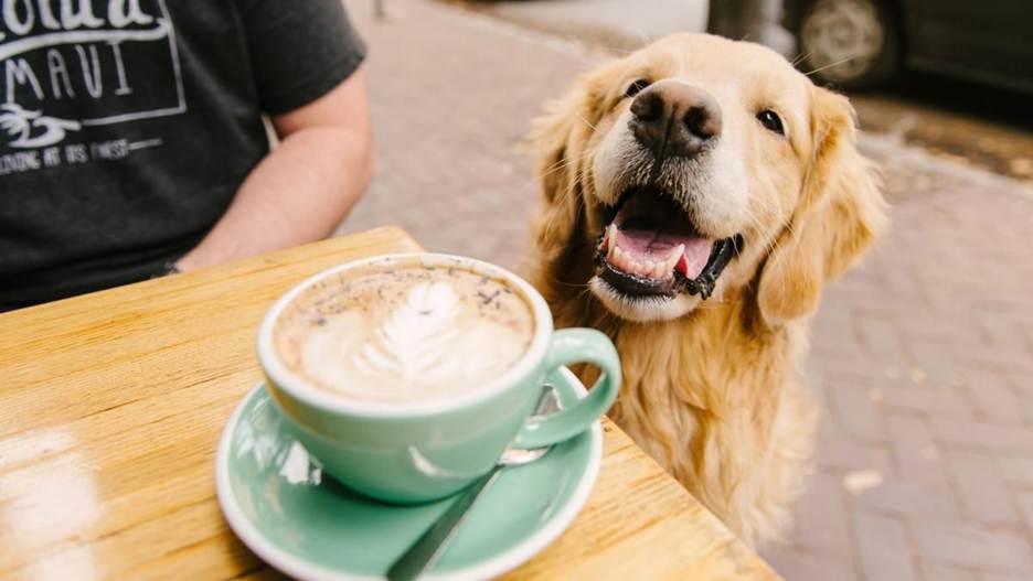 Dog Grooming in a Hygienic Food & Dining