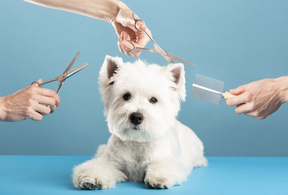 Dog Grooming in a Hygienic Food & Dining