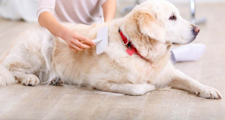 Dog Grooming in a Hygienic Food & Dining