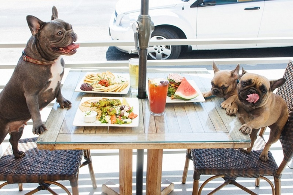 Dog Grooming in a Hygienic Food & Dining
