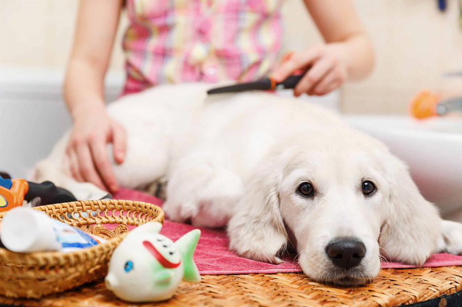 Dog Grooming in a Hygienic Food & Dining