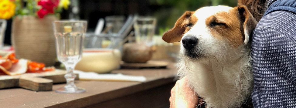 Dog Grooming in a Hygienic Food & Dining