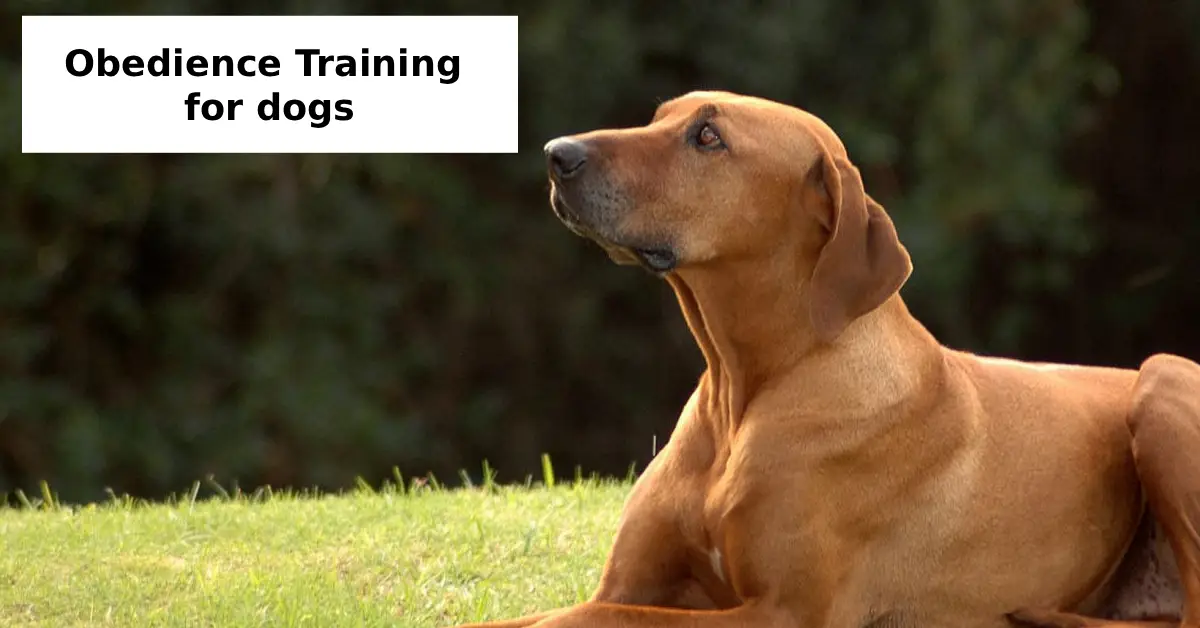 obedience training for dogs