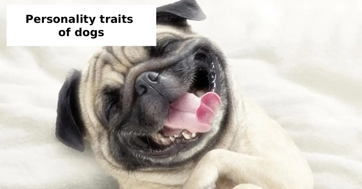 personality traits of dogs