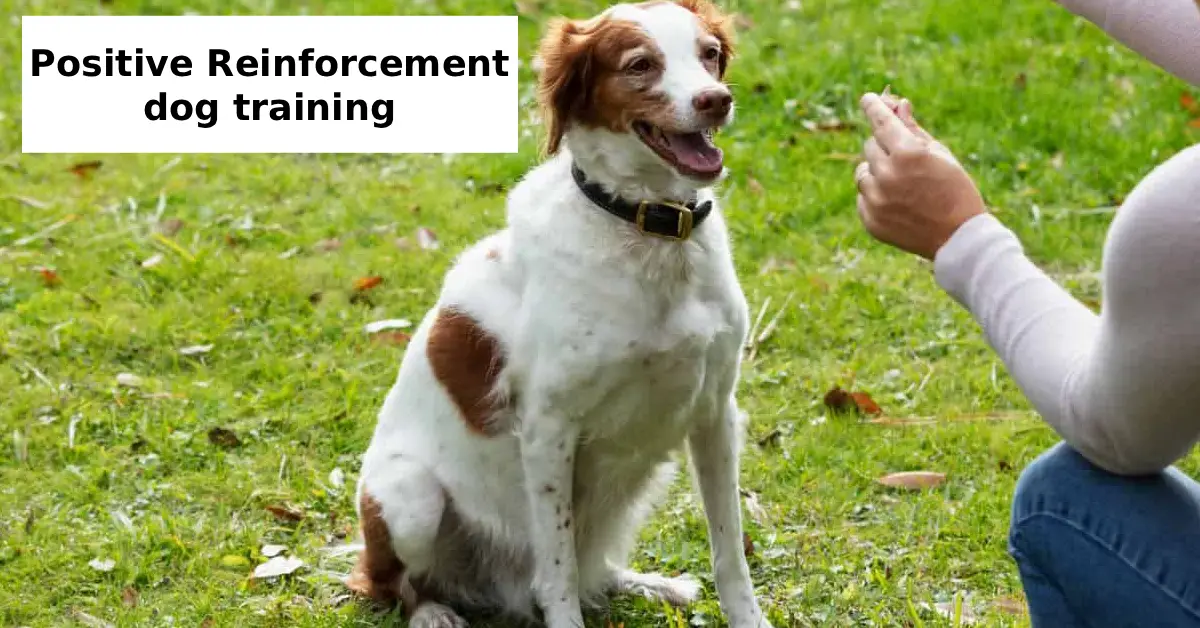 positive reinforcement dog training