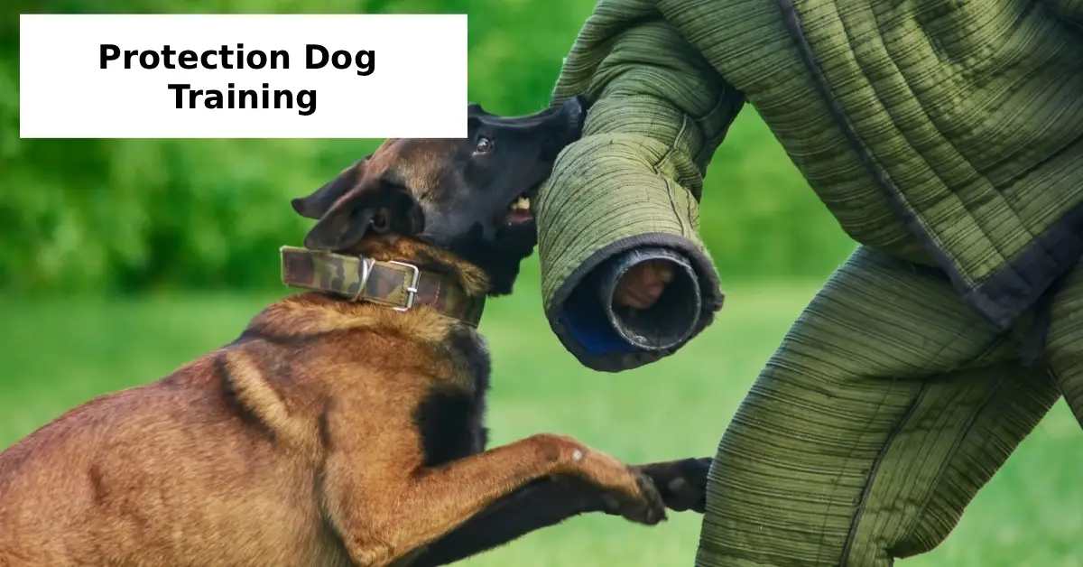 protection dog training