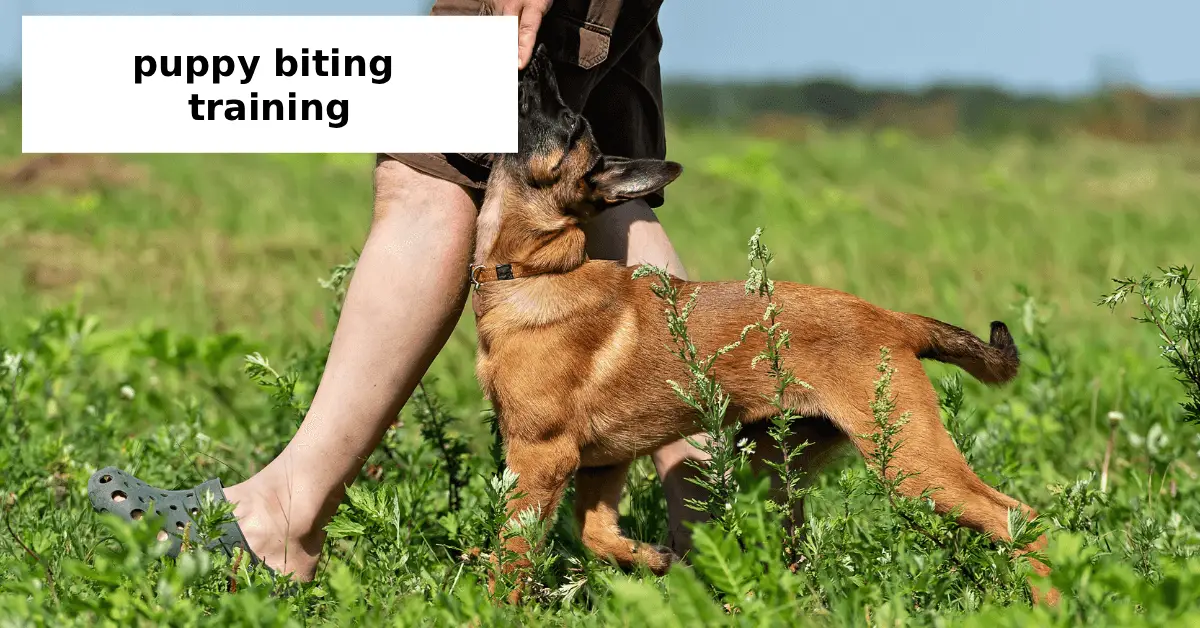 puppy biting training