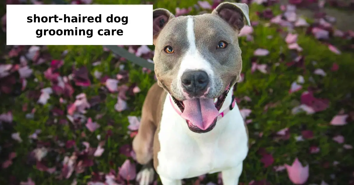 short-haired dog grooming care