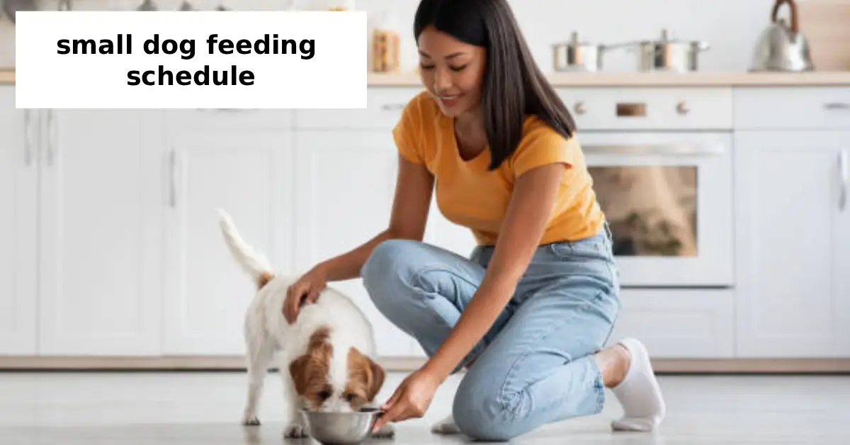 small dog feeding schedule