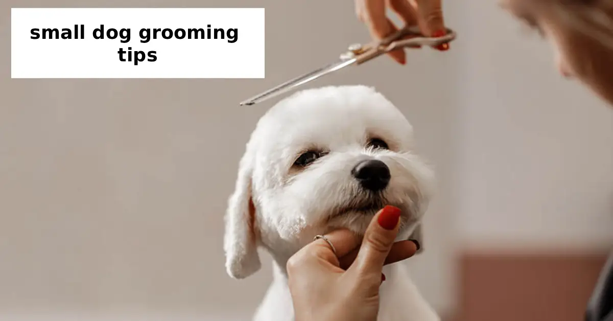 small dog grooming tips