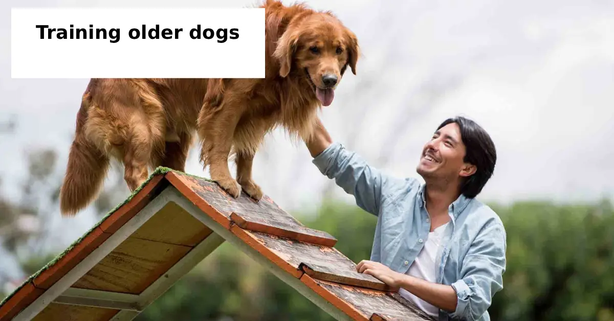 training older dogs