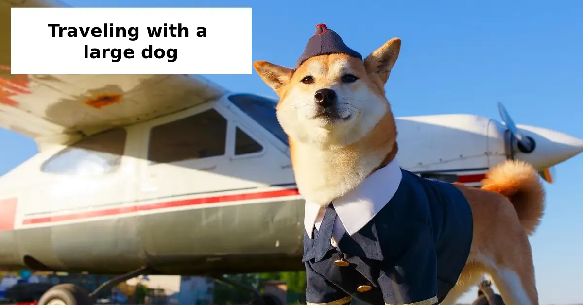 traveling with a large dog