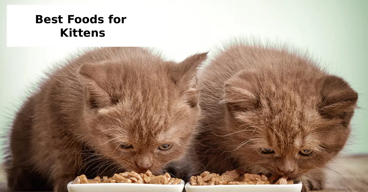 Best Foods for Kittens