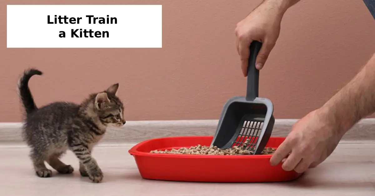 Litter Train a Kitten
