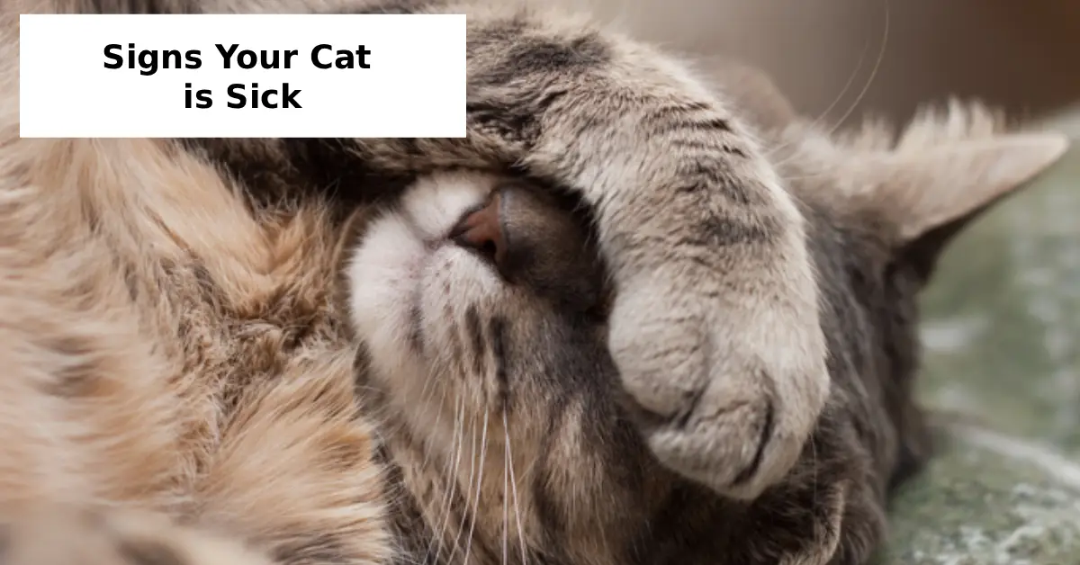 Signs Your Cat is Sick