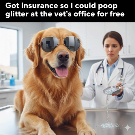 dog needs health insurance