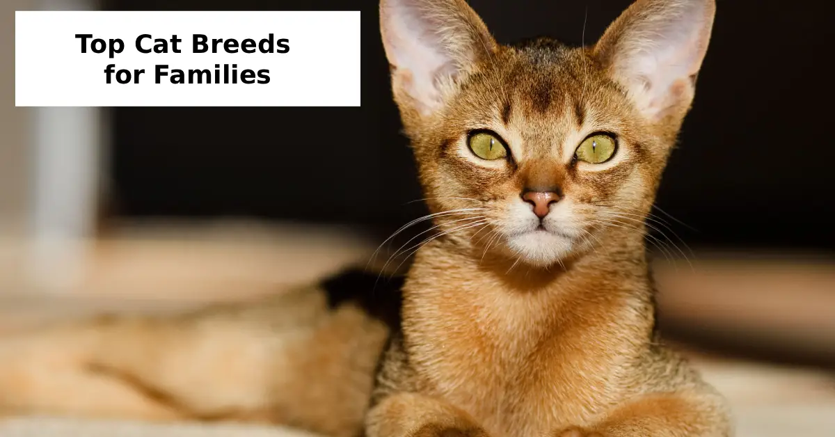 top cat breeds for families