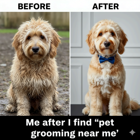 Pet Grooming Near Me for Dogs